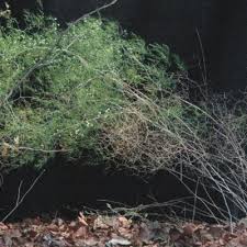 Image result for Asparagus exuvialis