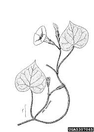 Image result for Ipomoea involucrata