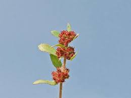 Image result for Bergia ammannioides