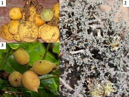 Image result for Lecaniodiscus fraxinifolius