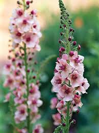 The flowers cheerfully withstand snow's coming and going, and bloom in mass with the specie spring daffodils. Deer Busters The Top Deer Resistant Plants For The Pacific Northwest Deer Resistant Plants Deer Resistant Garden Plants