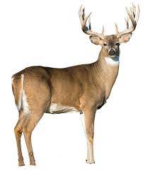 Pin By Juliette Bartko On Deer Me Animals Wild Whitetail Deer Pictures Wild Animals Photos