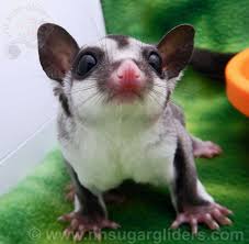 Classic Grey Sugar Glider Joey And One Of Our Currently Available Joeys Here At Nh Sugar Gliders Sugar Glider Pet Sugar Glider Sugar Glider Baby