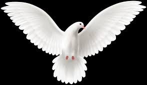 White Flying Dove Png Clipart Gallery Yopriceville High Quality Images And Transparent Png Free Clipart Download transparent dove png for free on pngkey.com. gallery yopriceville