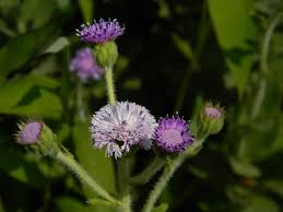 Image result for Bothriocline