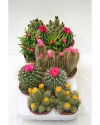 Plante grasse ext?rieur r?sistant au gel. Cactus Succulente Et Plantes Grasses Jardiland