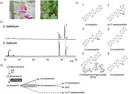 Image result for Sesamum radiatum