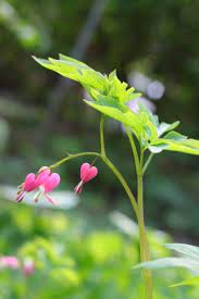 Pin On Plants Gardening