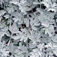 Artemisia Stelleriana Morris Strain Fleurs Plante