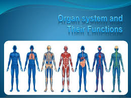 Human Body System And Their Function With A Labelled Diagram