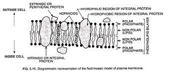 Check spelling or type a new query. Structure Of Plasma Membrane With Diagram Bacterial Cell
