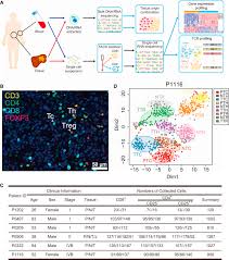 List, table and printable chart outlining the colors of awareness ribbons that represent different types of cancer and their causes. Landscape Of Infiltrating T Cells In Liver Cancer Revealed By Single Cell Sequencing Sciencedirect
