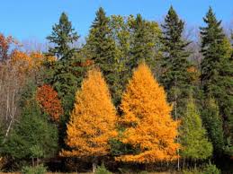 These trees have needles instead of leaves and will retain many of their needles during the winter. Tamarack Identification Leaves Bark Habitat Larix Laricina