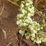 Image result for Paullinia pinnata