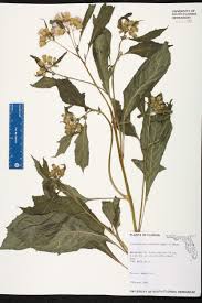 Image result for Crassocephalum crepidioides
