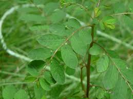 Image result for Phyllanthus tenellus