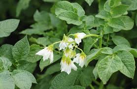 Image result for Solanum sp. A