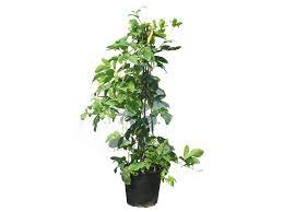 5.0 out of 5 stars 1. Passiflora Edulis Plant Passion Fruit Vines Climbers Dubai Garden Centre