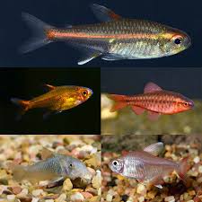 Image result for Tetraria