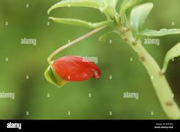Image result for Impatiens keilii
