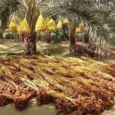 Cueillette De Dattes Deglet Nour En Automne Dans Les Oasis De Sud Tunisien Deglet Nour Dattes Deglet Nour Dattes