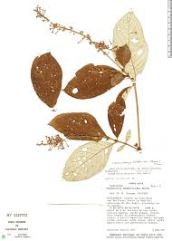 Arachnothryx buddleioides