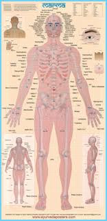 Marma Charts And Posters Ayurveda Posters