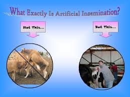 In vitro fertilization (ivf) helps with fertilization, embryo development, and implantation, so you ivf stands for in vitro fertilization. Why Is Artificial Insemination Haram