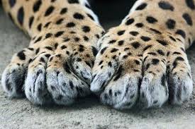 Big Paws Who S They Are Really Can T Say Possibly The Leopard S Or Cheetah S Animals Wild Big Cats Animals Beautiful