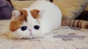 Sarman Kedi Cinsi Turleri Ve Ozellikleri Cinsleri Net