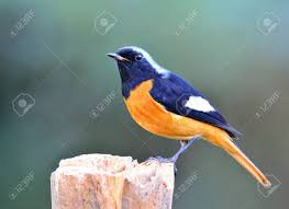 The belly and breast of this bird, however, are a rich orange with a flanking of olive coloration peppering the sides, just underneath the wing and framing the breast. Daurian Redstart Auroreus Phoenicurus Beautiful Orange Belly Bird Black Wings And Silver Head Perching On The Pole With Dark Blur Green Background Fascinated Creature Stock Photo Picture And Royalty Free Image Image