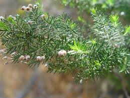 Image result for Erica arborea