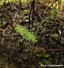 Image result for Histiopteris incisa