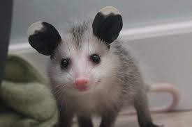 Opossummypossum He Yell At Nothing V Snake Proof Tick Proof Environmental Savior Baby Opossum Baby Possum Cute Animals