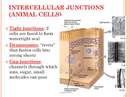 Maybe you would like to learn more about one of these? Compare And Contrast Animal Vs Plant Cells Ppt Download