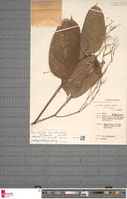 Image result for Marantochloa congensis