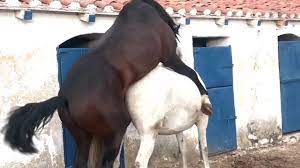 Cavalo comendo egua no cio