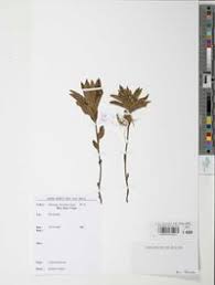 Image result for Ipomoea linosepala