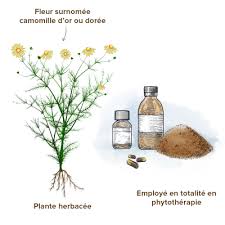 Image result for Chrysanthellum