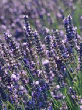 Obituary information for Albert Boggs III