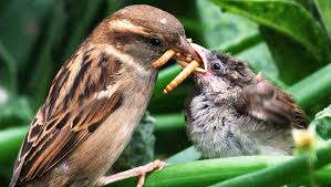 Carrots are beneficial for cats as they aid in digestion, eye care and cell growth. Birds And Bugs Birds Eat Up To 550 Million Tons Of Insects Each Year