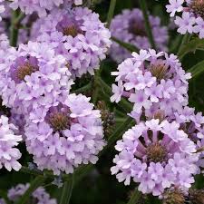 Image result for Verbena rigida