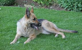Wer seinem hund übermäßiges bellen abgewöhnen möchte, sollte zunächst herausfinden, worin die ursache für das verhalten seines vierbeiners liegt. Gartenrecht Ruhestorung Durch Hundegebell Mein Schoner Garten