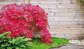 Check out this 202o intern project to increase the tree canopy in shade demonstration garden at bon air park 850 n. Best Small Trees For Small Spaces In Northern Virginia Green Vista Tree Care