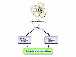 Dhea Dependent Stimulation Of Lipolysis In Adipose Tissue Is Due To The Download Scientific Diagram