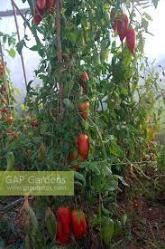 Home >> tomatoes >> tomato seeds >> paste tomato seeds >> jersey devil tomato jersey devil tomato #00390. Solanum Lycopersicum Stock Photo By Martin Hughes Jones Image 1419824