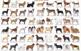 Small Dog Breeds Chart With Pictures Goldenacresdogs Com