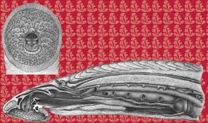 A new look at the Cretaceous Lamprey Mesomyzon Chang, Zhang & Miao, 2006  from the Jehol Biota