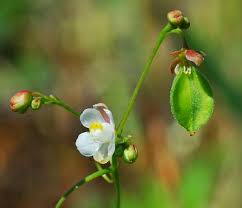 Image result for Cardiospermum