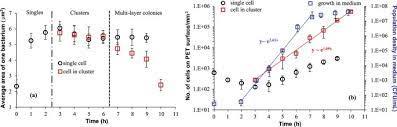 Bacterial Growth Detachment And Cell Size Control On Polyethylene Terephthalate Surfaces Scientific Reports